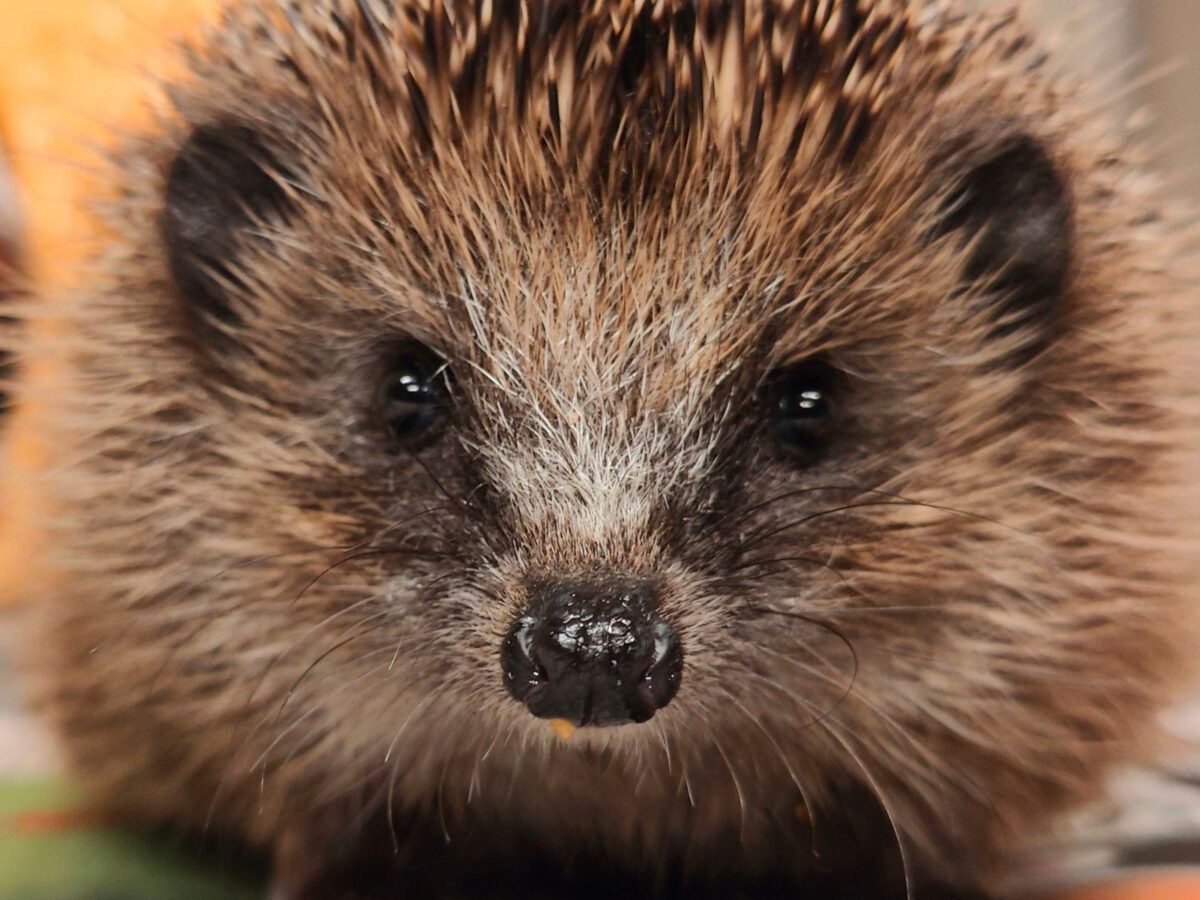 Kindermiddag Red de Egel in Mander op 17 september