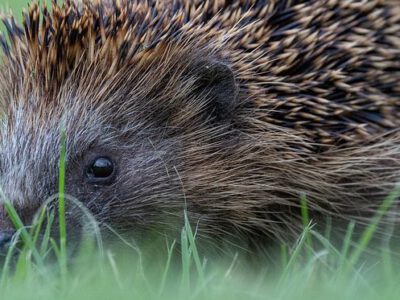 Zo help je dieren de warme zomer door